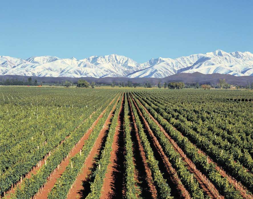 winemaker